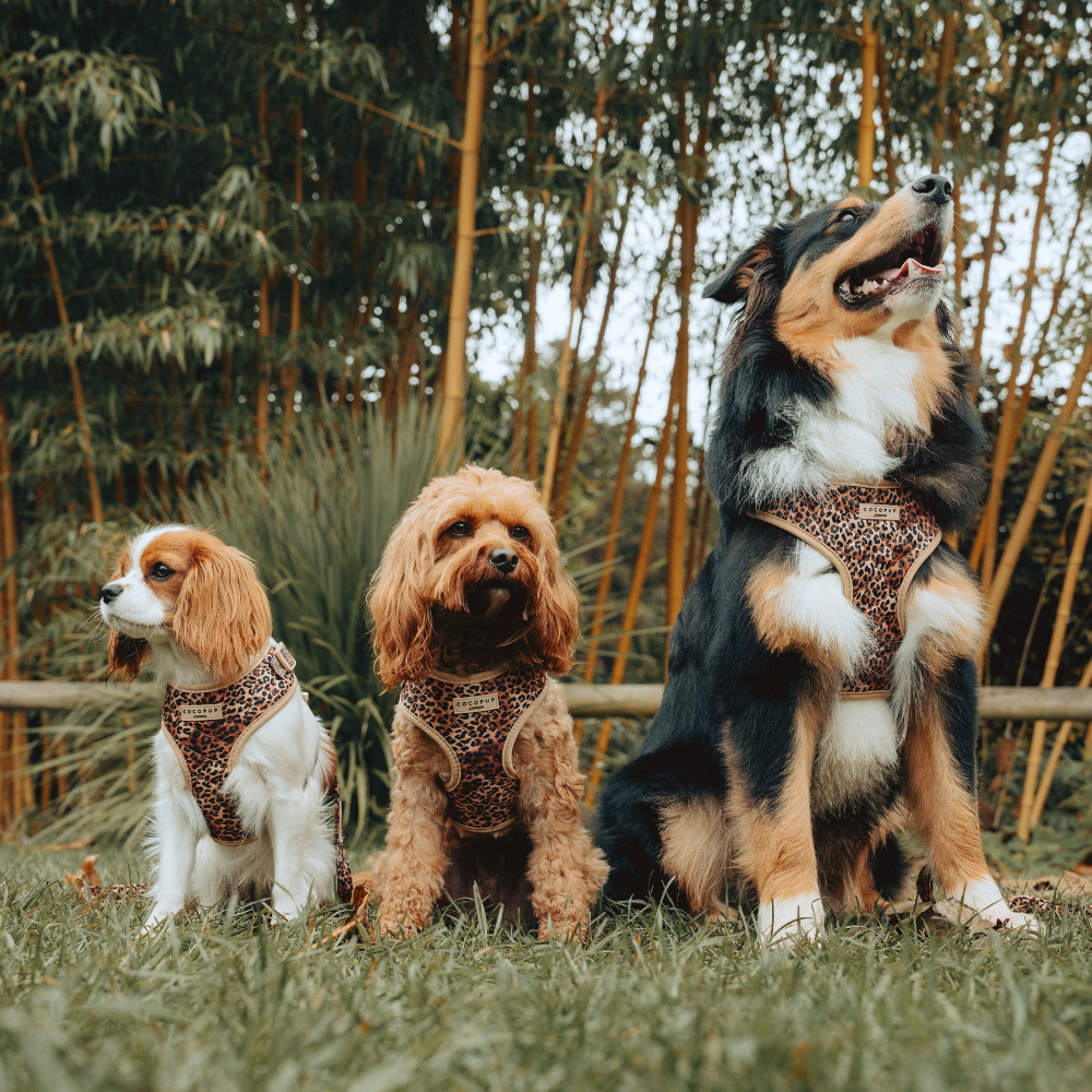 Pettorina regolabile - cucciolo di leopardo trapuntato