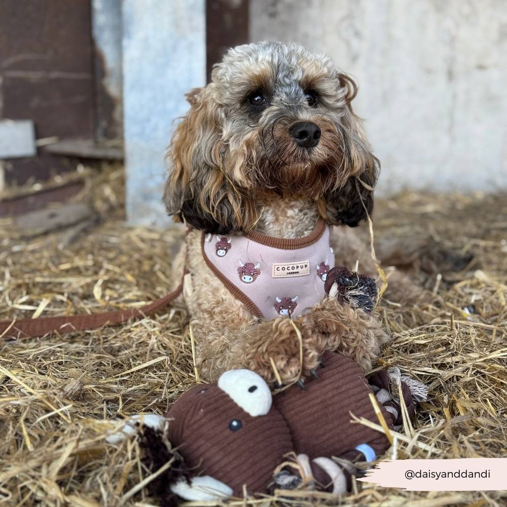 Pettorina regolabile - Harold the Highland Cow