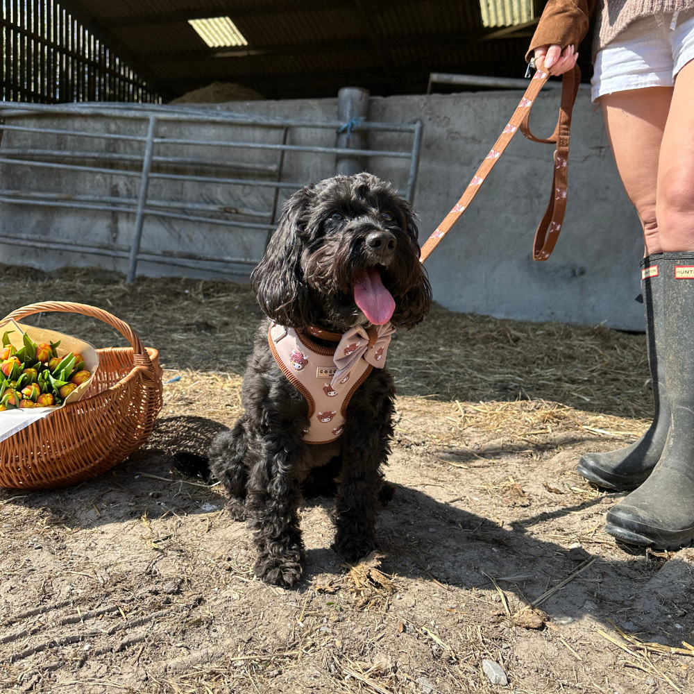 Guinzaglio - Harold the Highland Cow