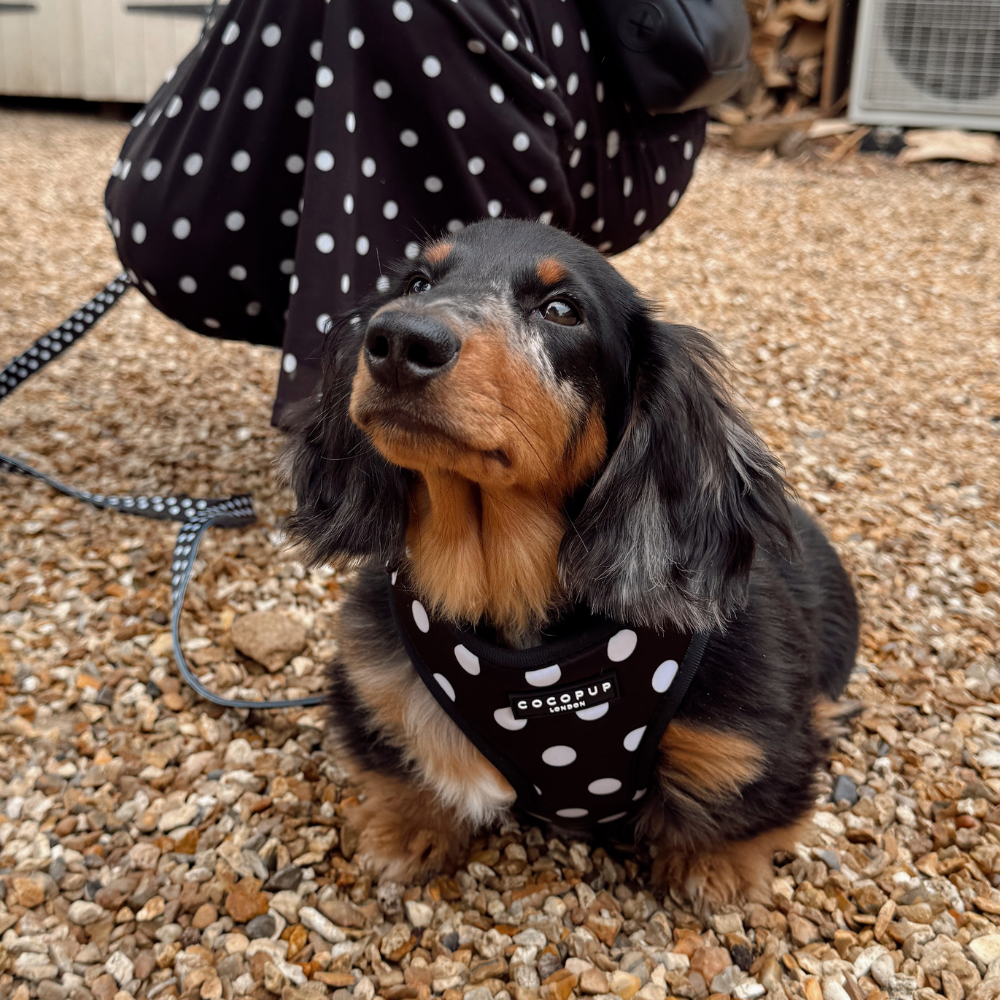 Pettorina regolabile in raso a pois: XS