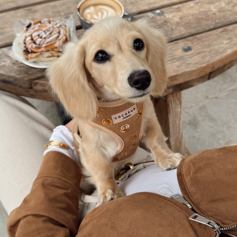 Pettorina regolabile - Pawtisserie