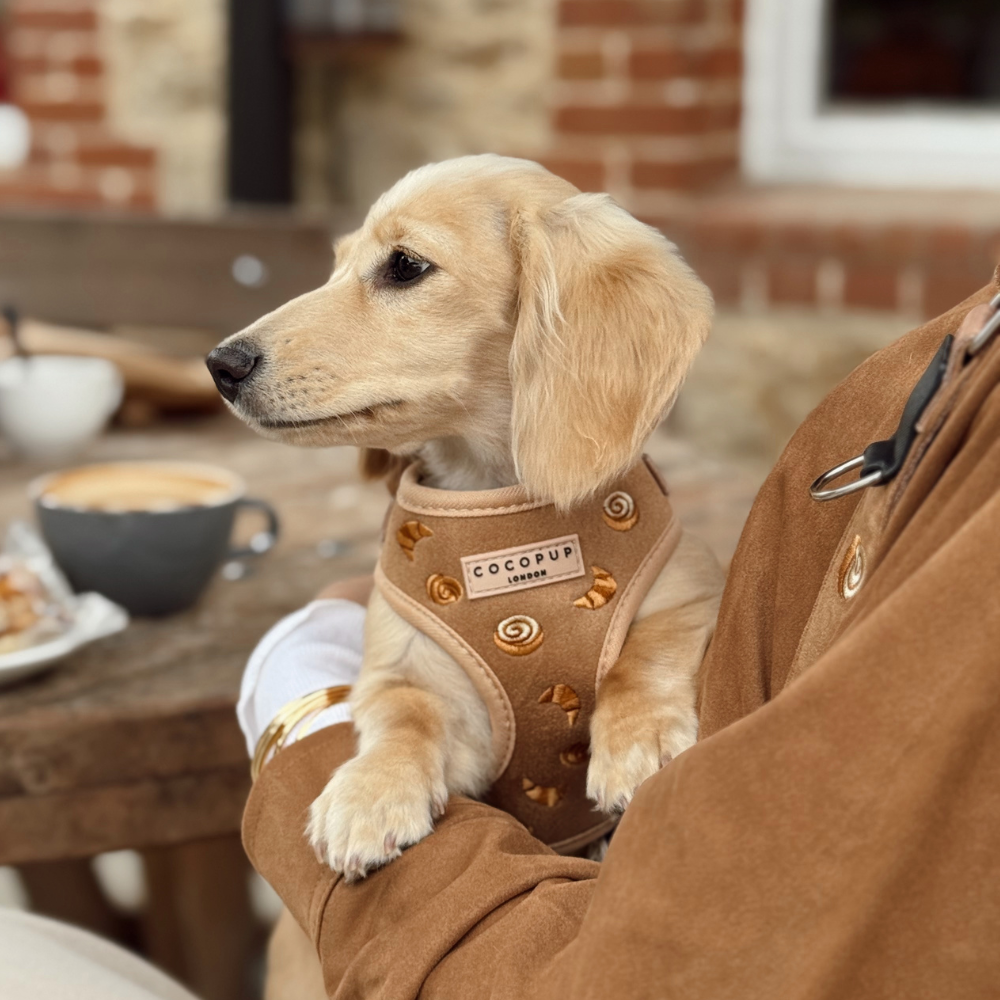 Pettorina regolabile - Pawtisserie