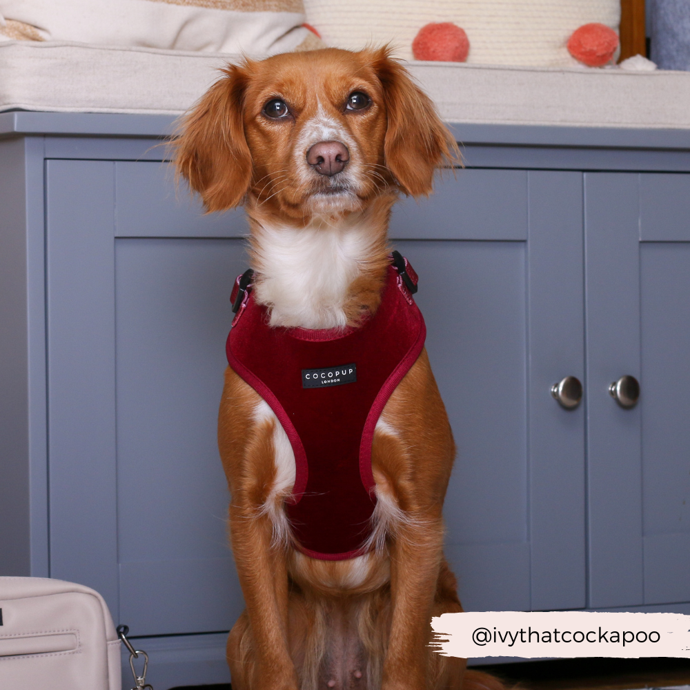 Pettorina da collo regolabile in velluto LUXE - Berry Red