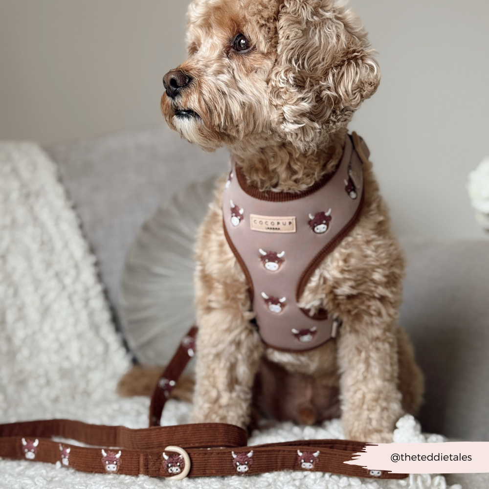 Guinzaglio - Harold the Highland Cow